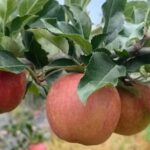 Embedded Supervision Safeguards the New Agricultural Hub 'Fruit Bank'