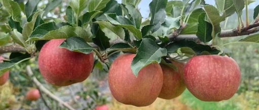 Embedded Supervision Safeguards the New Agricultural Hub 'Fruit Bank'