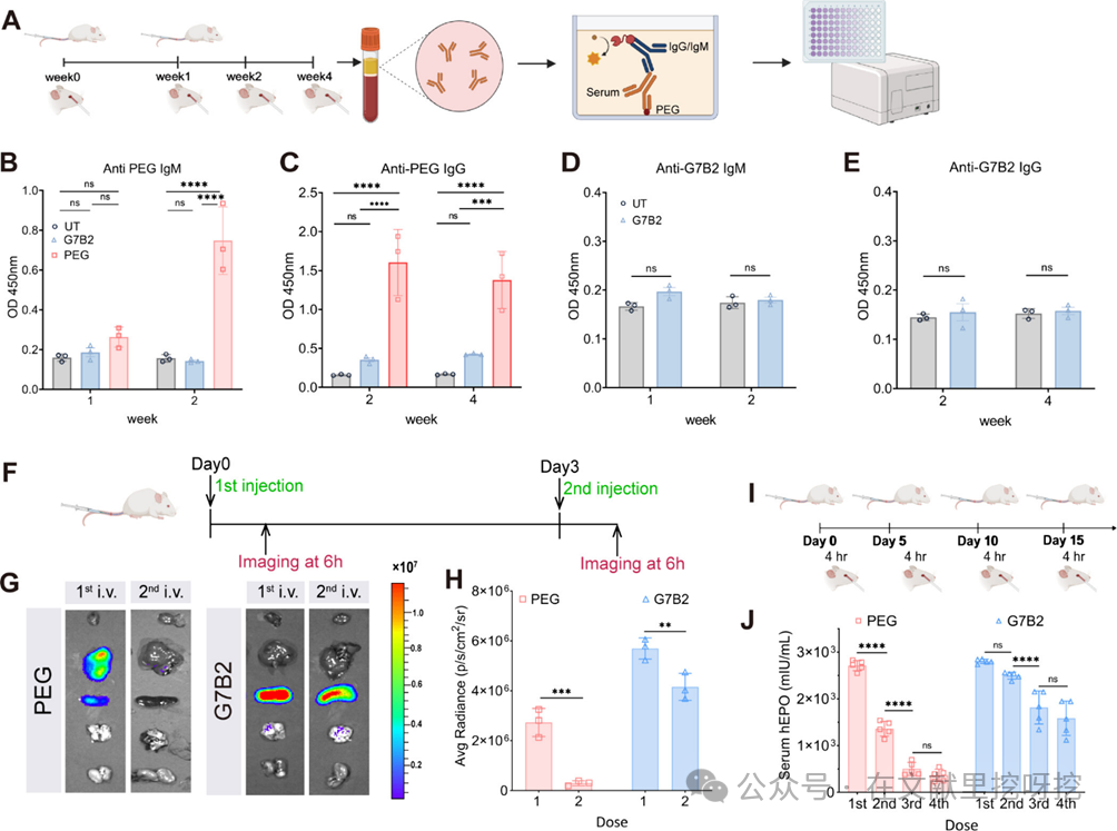Engineering Natural Glycolipid-Based LNPs: An Efficient mRNA Delivery Platform Overcoming PEG Limitations
