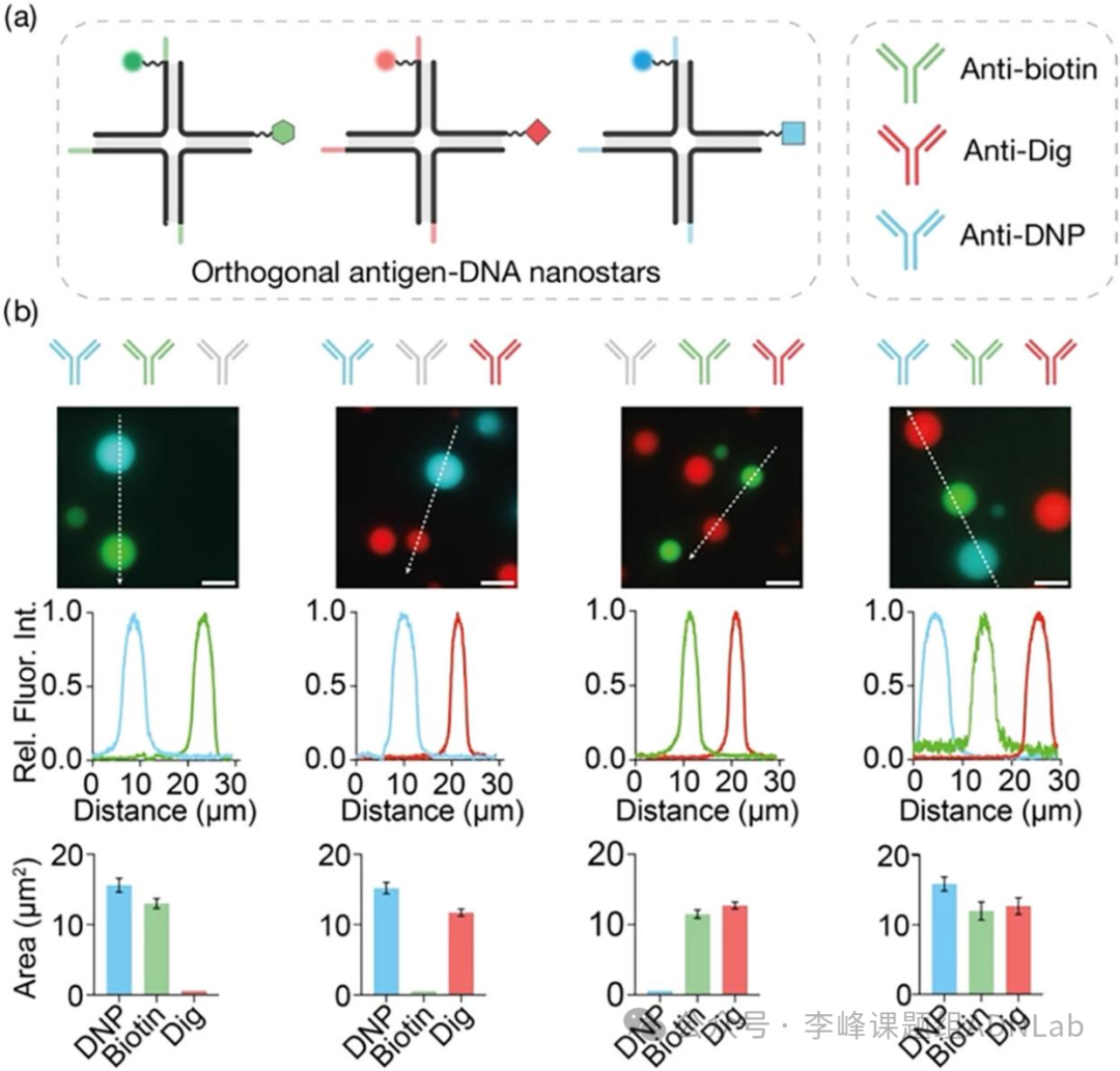 Immuno-Induced Antibody-DNA Hybrid Aggregates