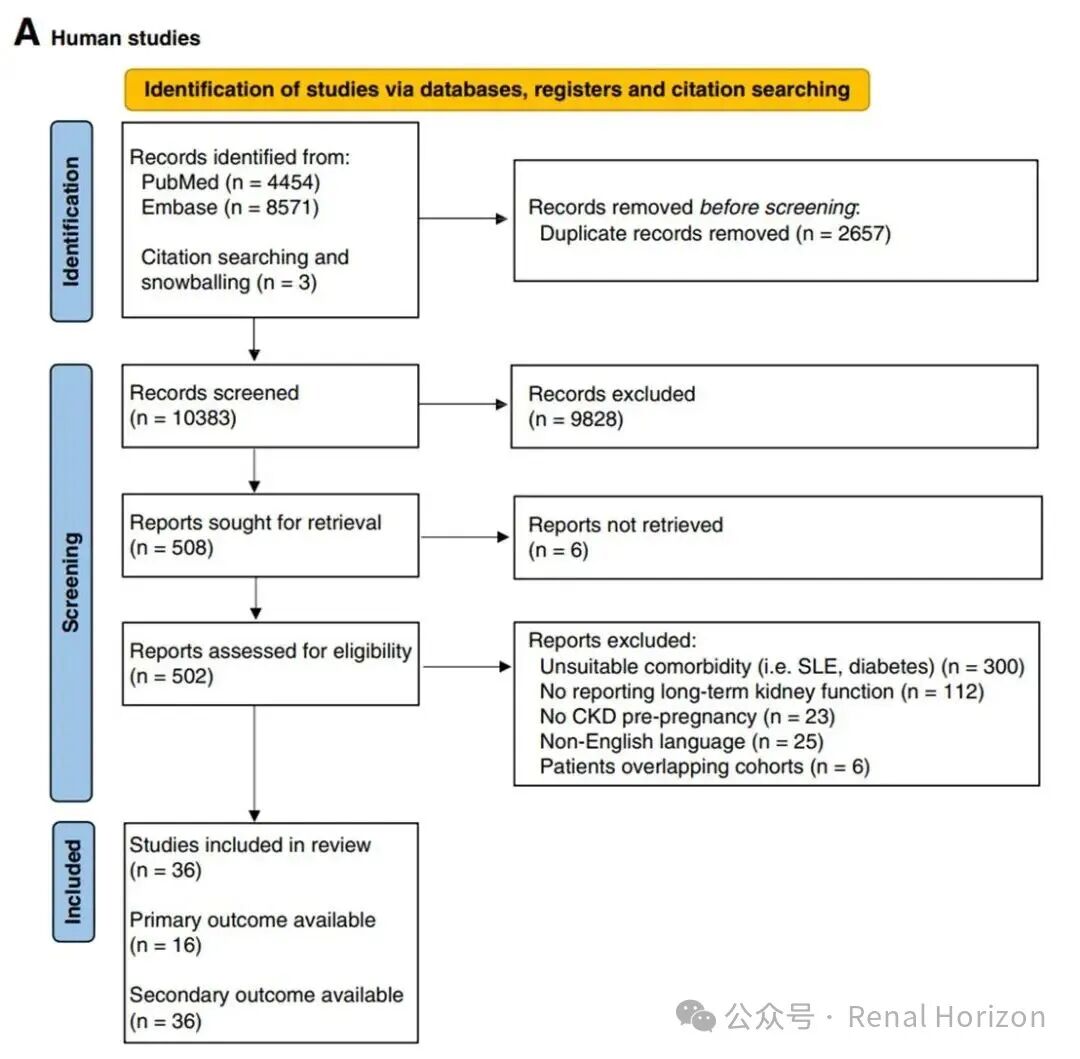 Pregnancy and Long-Term Kidney Function in CKD: A Systematic Review and Meta-Analysis