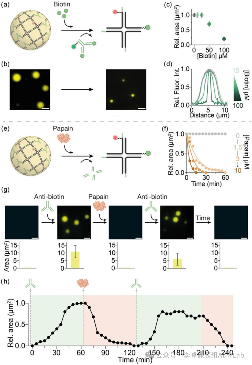 Immuno-Induced Antibody-DNA Hybrid Aggregates