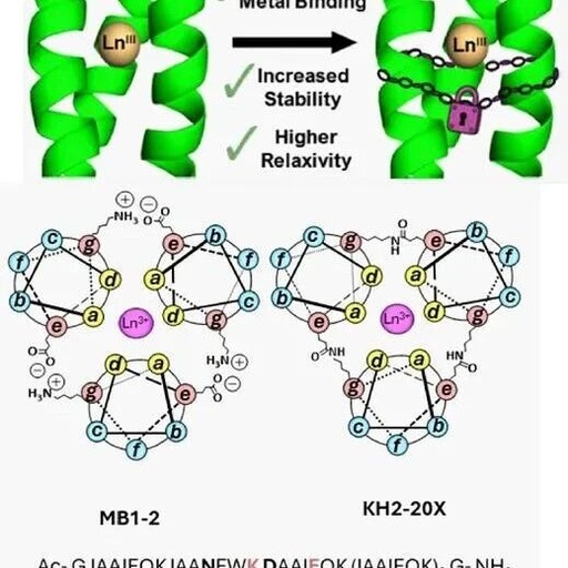 Stabilization of Metal-Coiled Coils via Chemical Cross-Linking for MRI Imaging