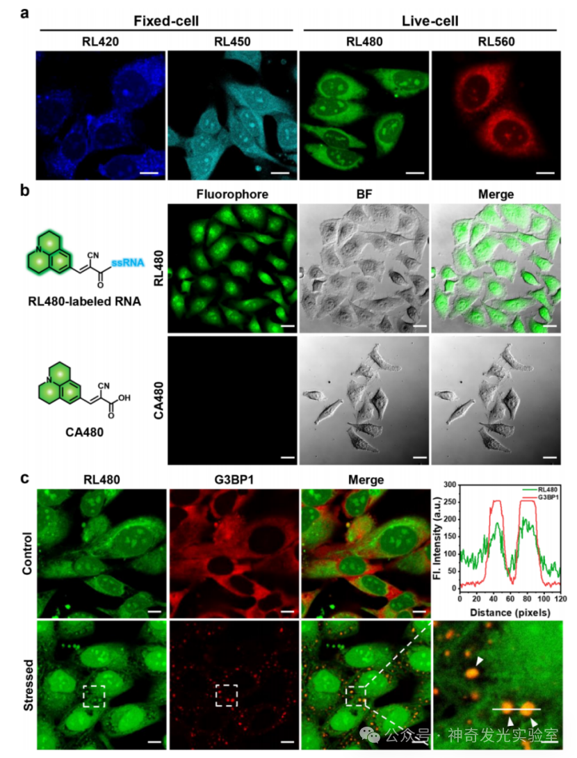 Fluorogenic Covalent Probes for RNA