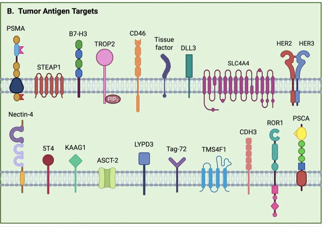 How Far Are ADCs from Treating Prostate Cancer?