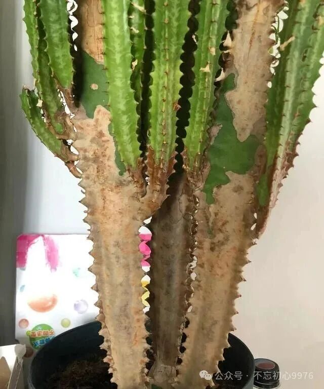 Grandfather's 11-Year-Old Dragon Bone Plant Fails to Survive: What Went Wrong with Monthly Watering?