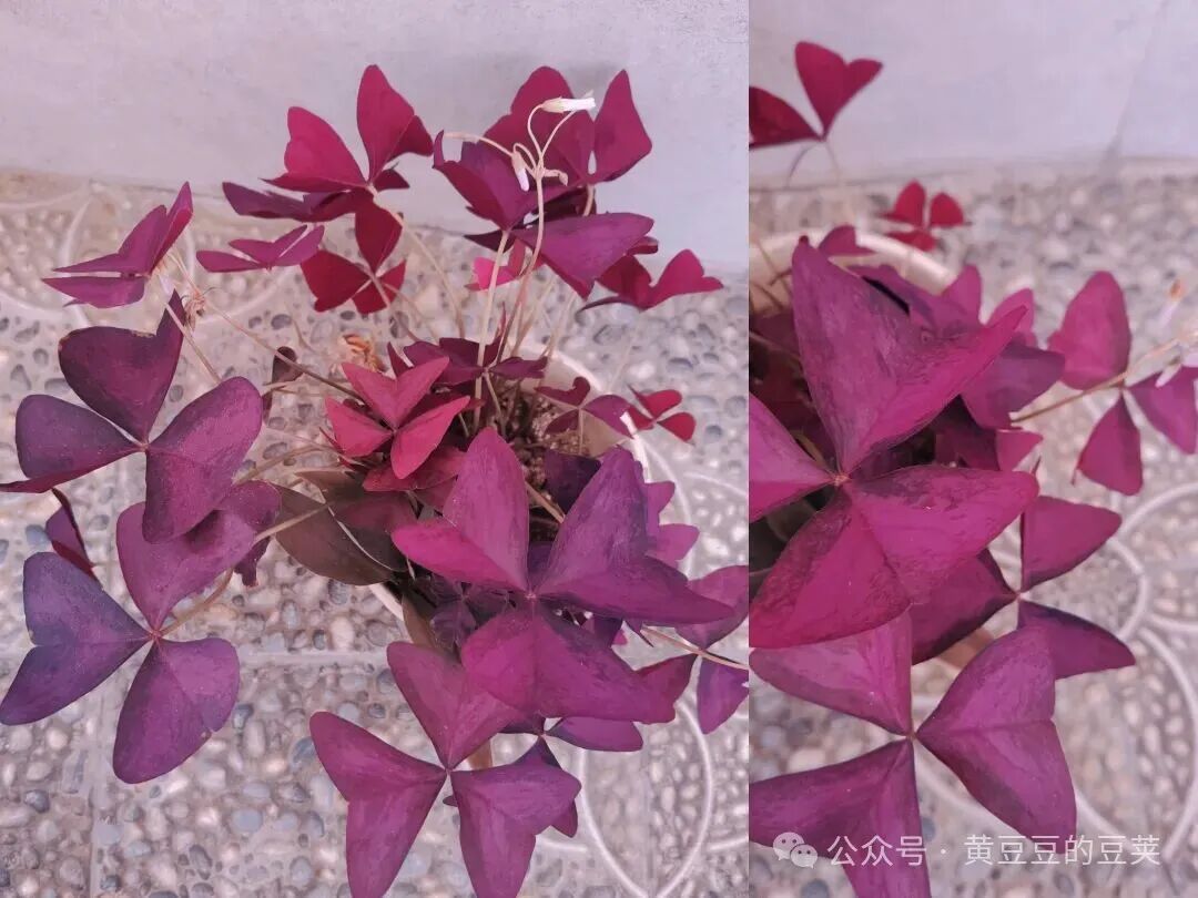 Enjoying the Beauty of Purple Oxalis