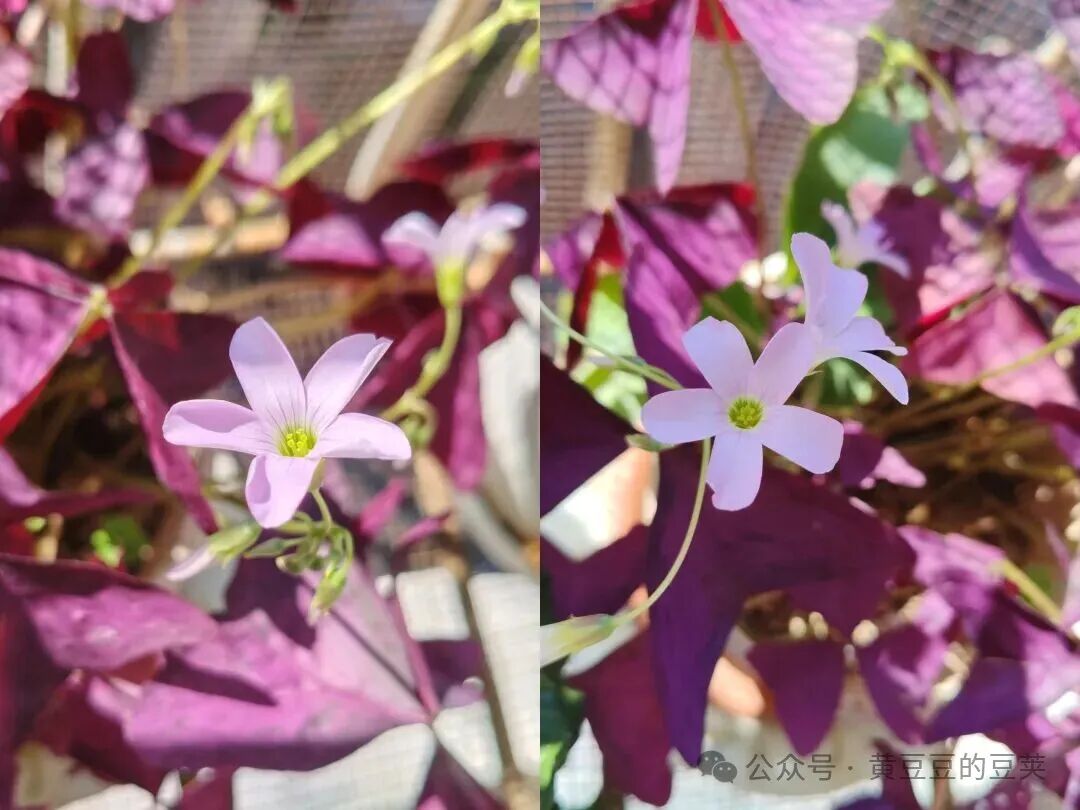 Enjoying the Beauty of Purple Oxalis
