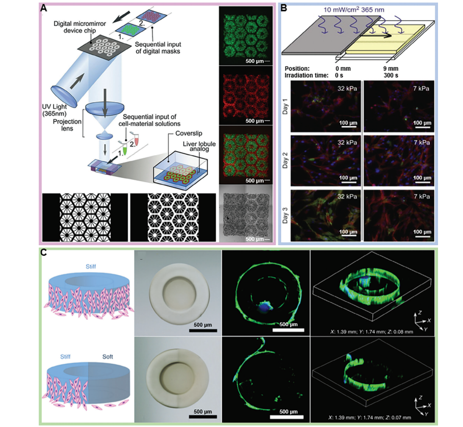 Grayscale Photopolymerization 3D Printing Promotes the Fine Manufacturing of Functionally Graded Materials