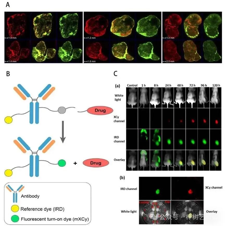 Recent Advances in Analytical Methods for Antibody-Drug Conjugates (ADCs): From In Vitro to In Vivo (Part 2)