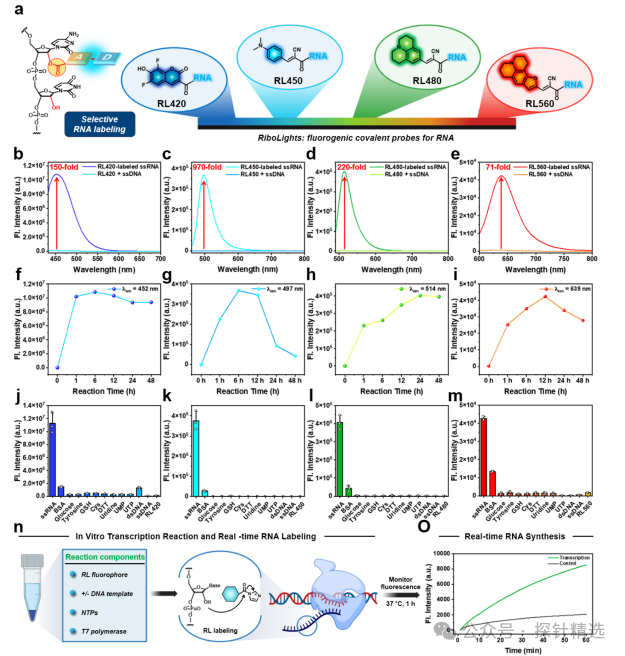Breakthrough in RNA Imaging! Covalent Fluorescent Probes Achieve 970-Fold Selective Labeling