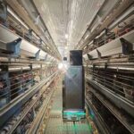 A Robot Can Precisely Manage 160,000 Chickens, Replacing 24 Workers