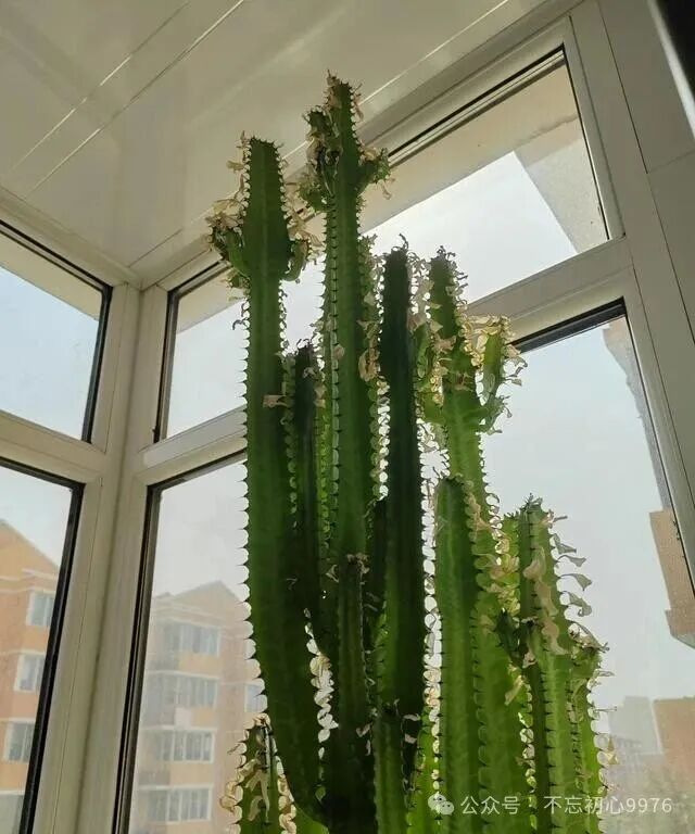 Grandfather's 11-Year-Old Dragon Bone Plant Fails to Survive: What Went Wrong with Monthly Watering?