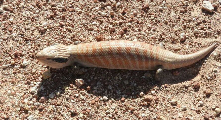 Centralian Bluetongue Skink (Tiliqua multifasciata)