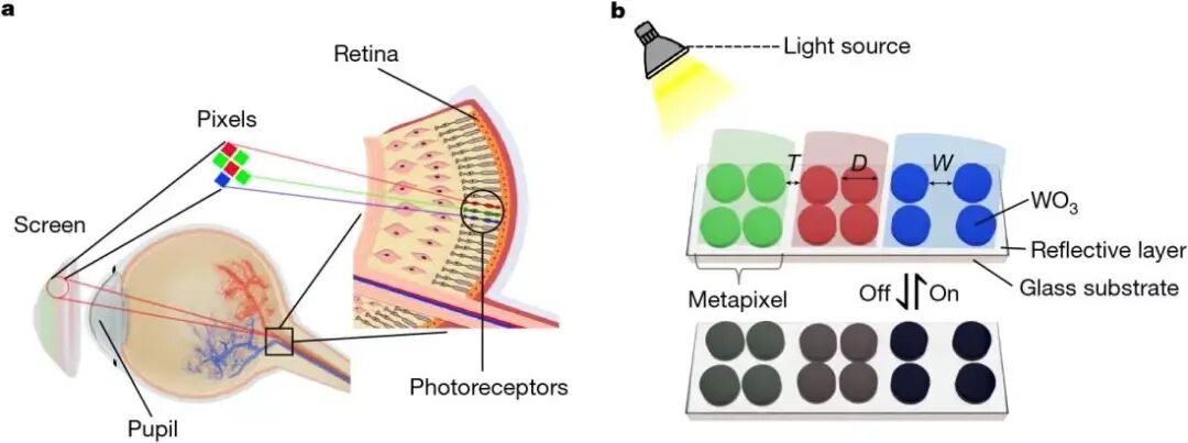 Electronic Paper Screen Pixel Density Expected to Exceed 25,000 PPI