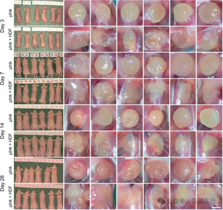 Breakthrough 3D Printing Ink! Bringing Artificial Active Skin Closer to Reality