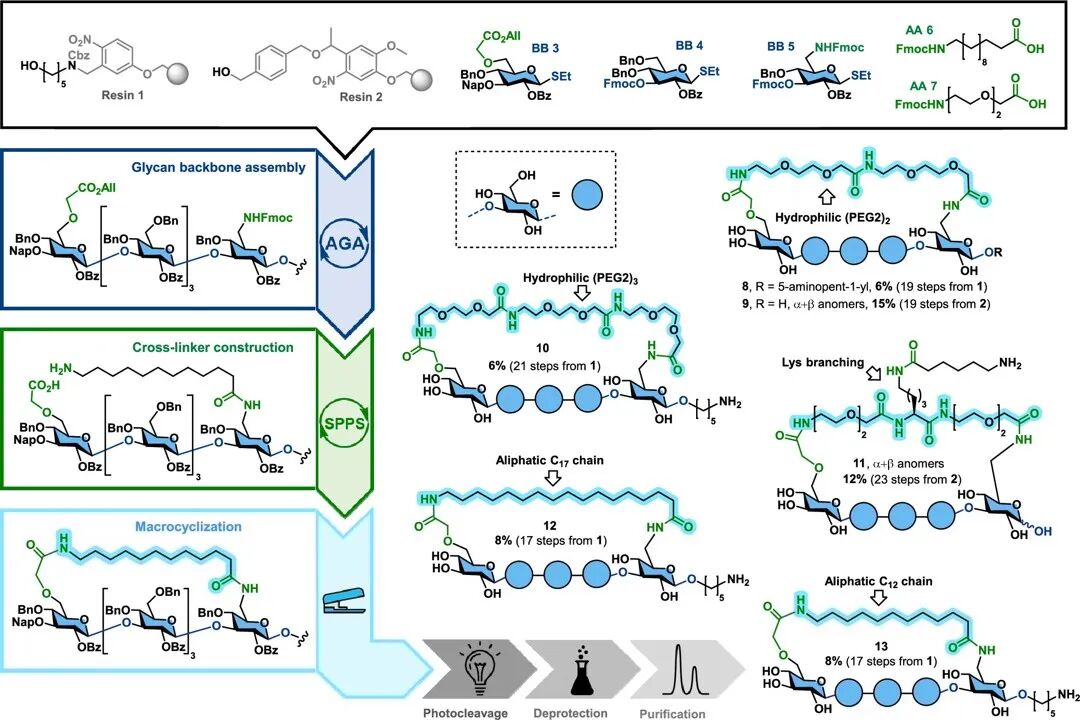 Stapling of β-Glucans Enhances Antibody Binding