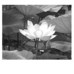 Edge Detection in Image Processing with Matlab Code