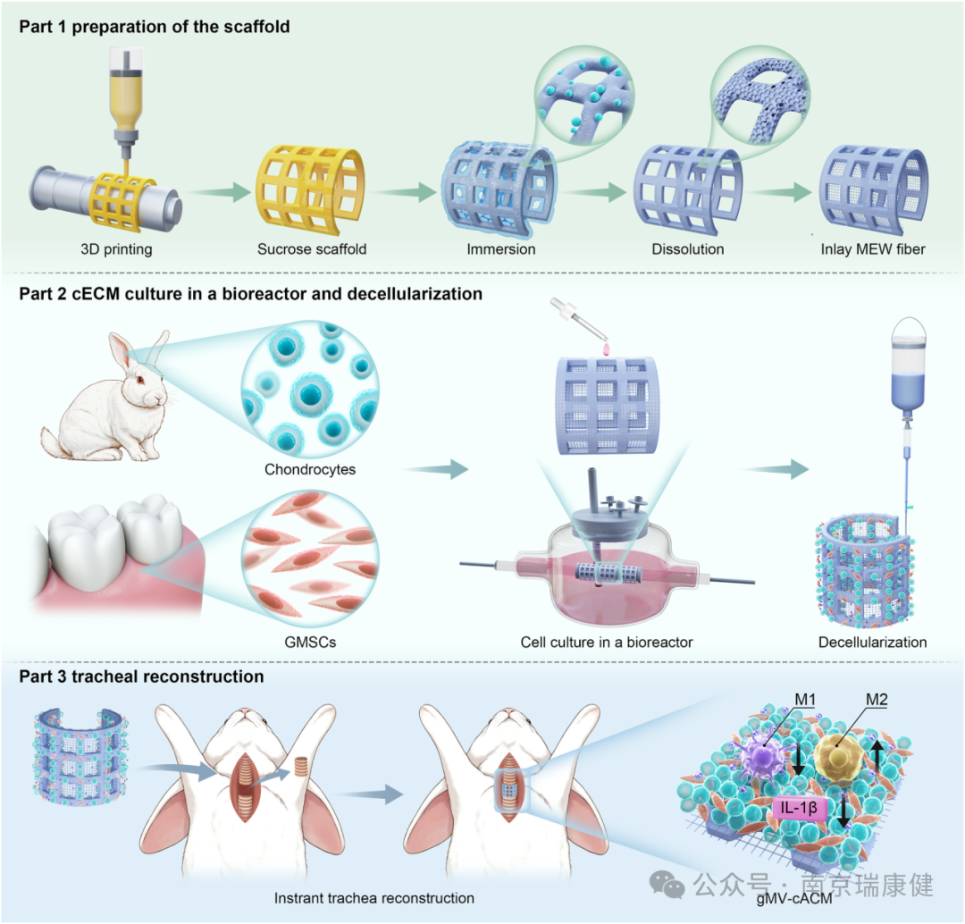 Article Sharing: 3D Printable Perfusable Microchannel Scaffolds