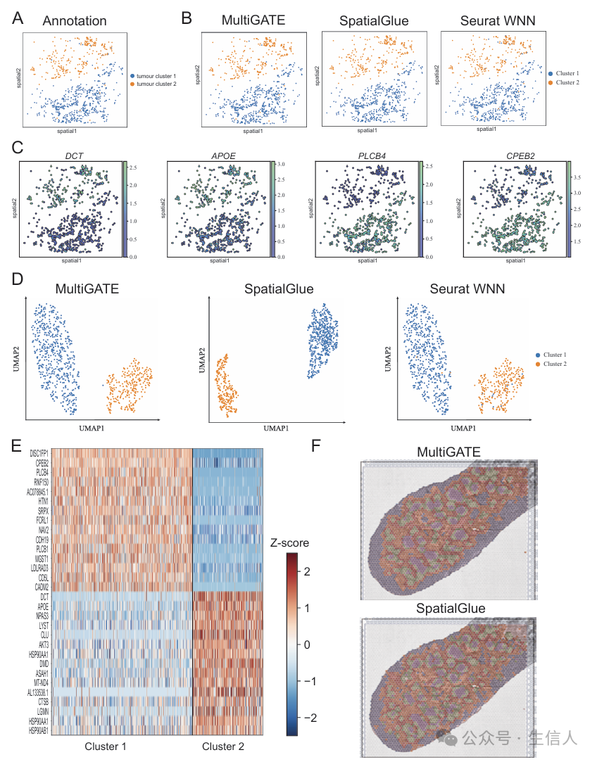 Breaking Through the Challenges of Spatial Multi-Omics Integration! The MultiGATE Tool Emerges to Precisely Decode Tissue Microenvironments and Regulatory Networks
