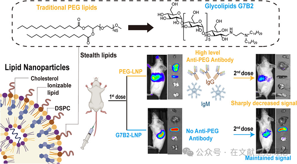 Engineering Natural Glycolipid-Based LNPs: An Efficient mRNA Delivery Platform Overcoming PEG Limitations