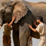Blind Men Touching an Elephant, AI and Robotics, Our Choices (Part 1)