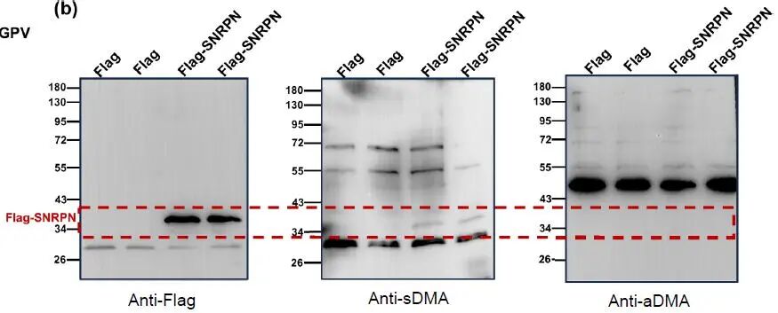 Decoding Arginine Dimethylation Isomers via pH-Tuned Reactivity with Methylglyoxal: A Chemical Approach for Functional Proteomics