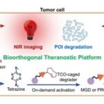 A Multifunctional Bioorthogonal Diagnostic and Therapeutic Platform for Relay Activation of Cancer Cell Imaging and Targeted Protein Degradation