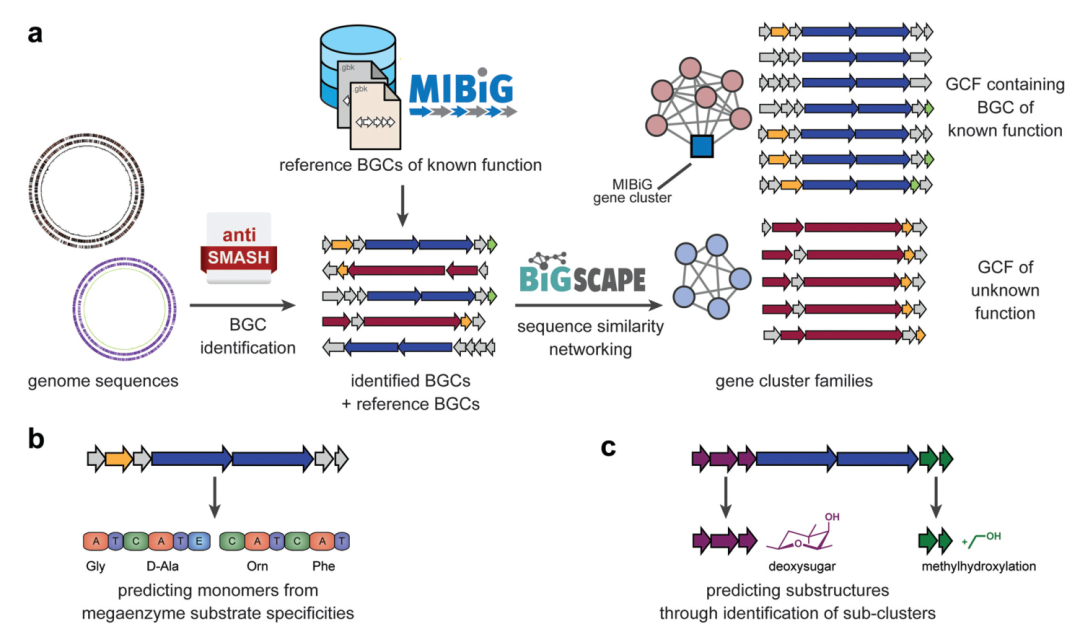 Wageningen University Chem Soc Rev Paper | Integrating Genomics and Metabolomics to Map Specialized Metabolic Diversity