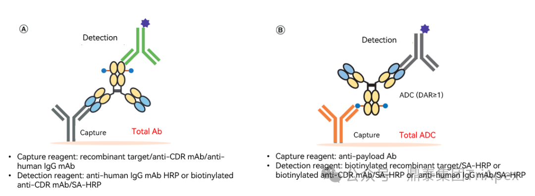 From Single Target to Multidimensional Breakthrough: The New Landscape and Strategic Evolution of Next-Generation ADC Drug Bioanalysis