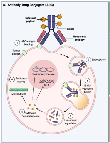How Far Are ADCs from Treating Prostate Cancer?