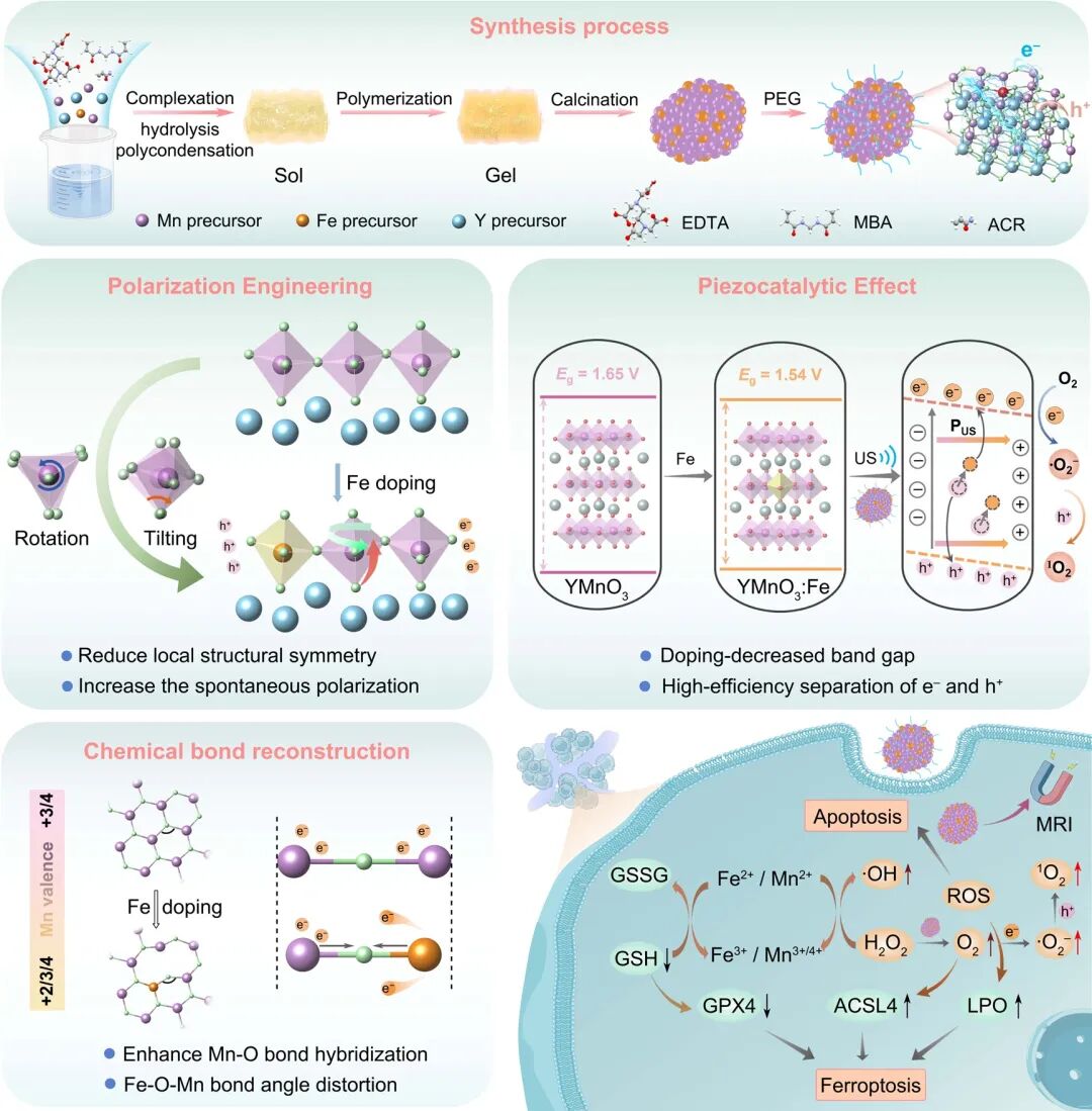 Polarization Engineering and Chemical Bond Reconstruction in Rare-Earth Hexagonal Manganite via Fe3+-Occupied B-Site Doping for Piezocatalytic Therapy and Ferroptosis