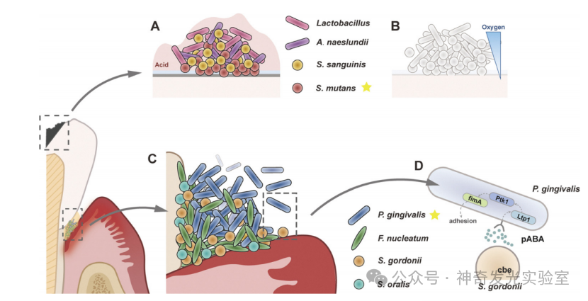 Multifunctional Nanomaterials for Dental Photo-Theranostics