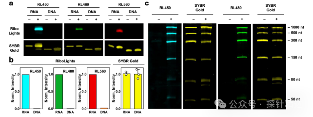 Breakthrough in RNA Imaging! Covalent Fluorescent Probes Achieve 970-Fold Selective Labeling