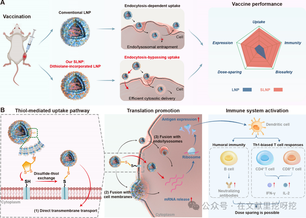 Engineering Thiol-Mediated Uptake Lipid Nanoparticles: Breaking Endosomal Barriers for Enhanced mRNA Expression
