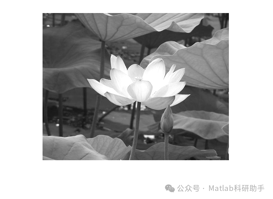 Edge Detection in Image Processing with Matlab Code
