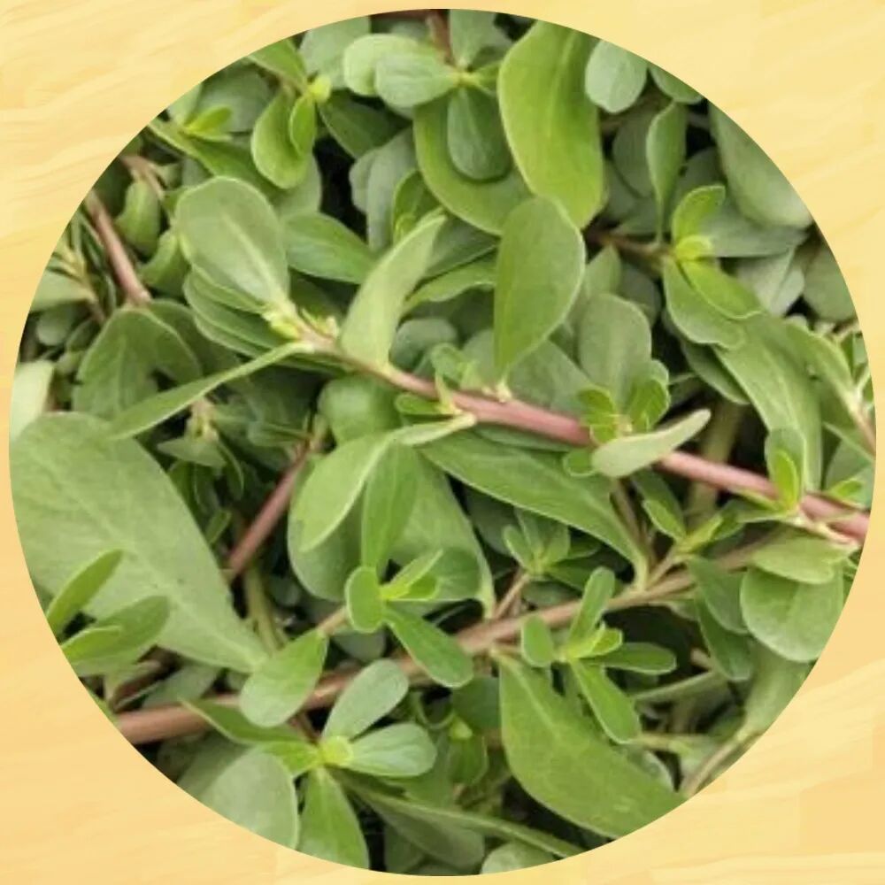 Wild Vegetables That Can Prevent Eczema: Vitamin C Content is 16 Times Higher Than Prunes! A Must-Try This Summer