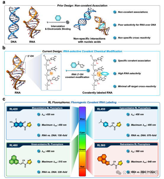 Breakthrough in RNA Imaging! Covalent Fluorescent Probes Achieve 970-Fold Selective Labeling