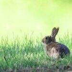 .NET Web Application Linux Deployment Guide: From Environment Setup to Production Launch