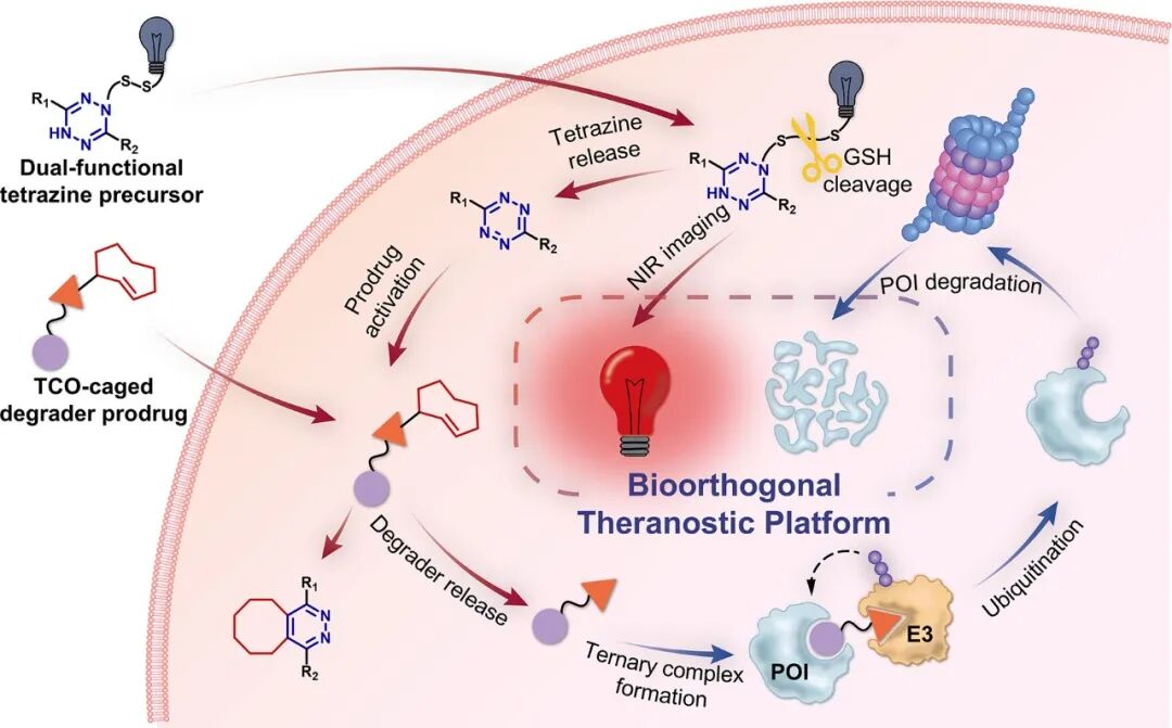 A Multifunctional Bioorthogonal Diagnostic and Therapeutic Platform for Relay Activation of Cancer Cell Imaging and Targeted Protein Degradation