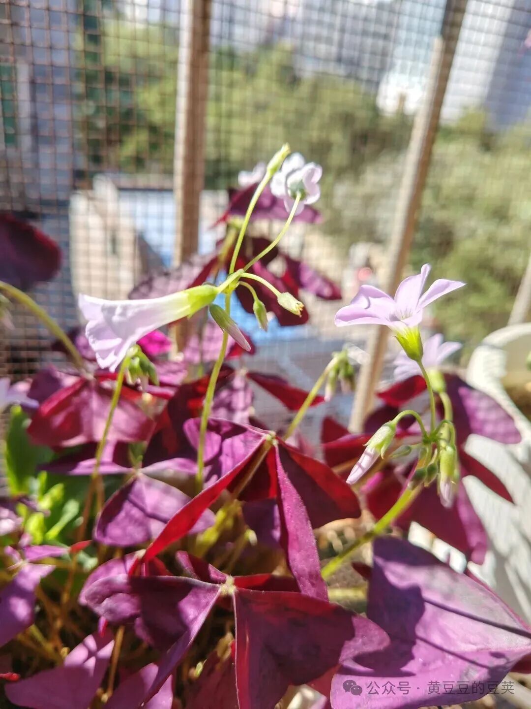 Enjoying the Beauty of Purple Oxalis