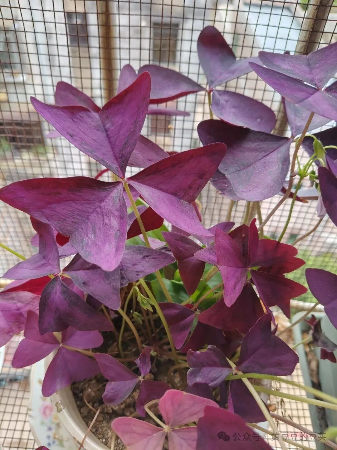 Enjoying the Beauty of Purple Oxalis