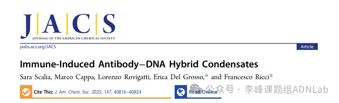 Immuno-Induced Antibody-DNA Hybrid Aggregates