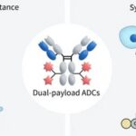 The Rise of Dual Payload ADCs/PDCs: A Comprehensive Overview of Research and Development