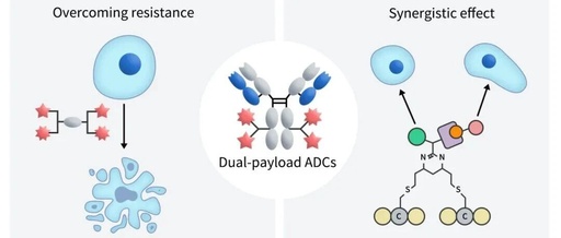 The Rise of Dual Payload ADCs/PDCs: A Comprehensive Overview of Research and Development