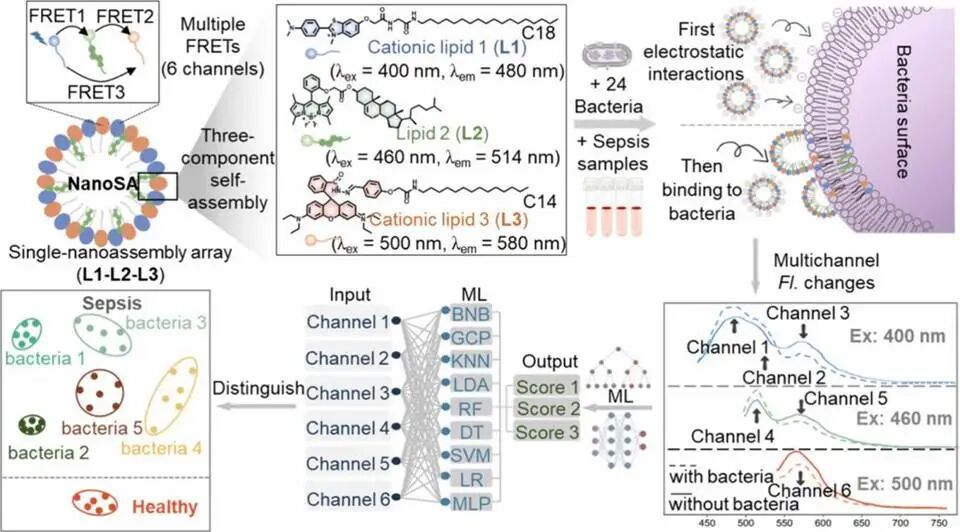 Literature Sharing | ACS Nano | Nanosensor-Based Pattern-Generating Probe Accelerates Sepsis Diagnosis