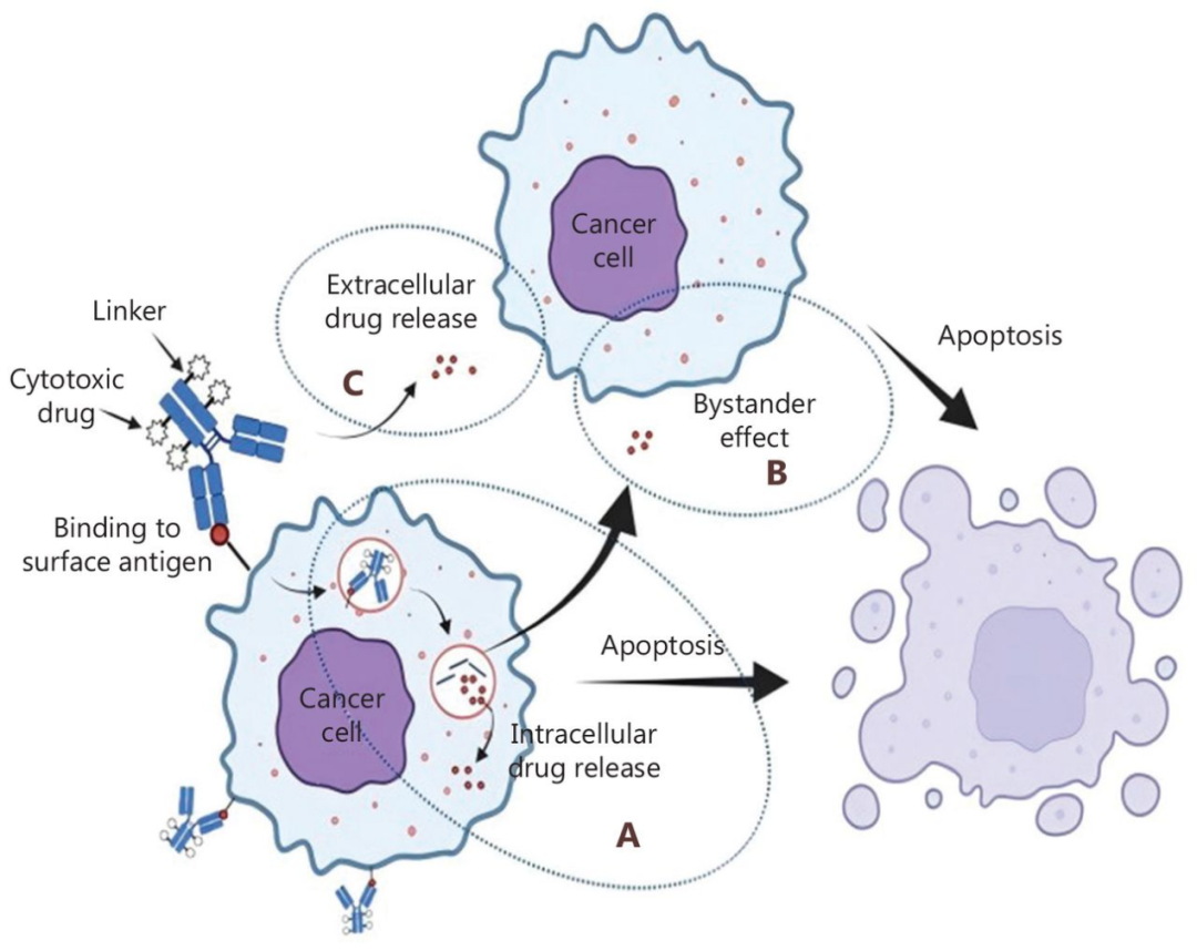 Overview of Six Major Breast Cancer ADCs Launched in China