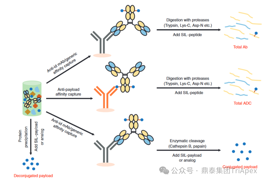 From Single Target to Multidimensional Breakthrough: The New Landscape and Strategic Evolution of Next-Generation ADC Drug Bioanalysis