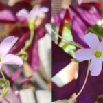 Enjoying the Beauty of Purple Oxalis