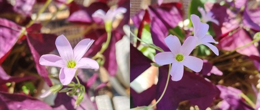 Enjoying the Beauty of Purple Oxalis